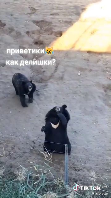 3f62e98db5925719e5df7bfa89c3b5e8_1739448347196.mp4