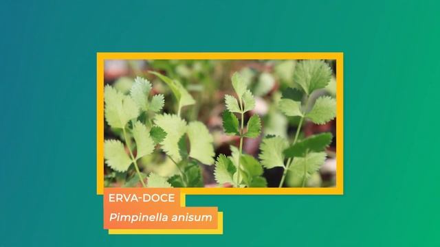 Diferença entre FUNCHO e ERVA-DOCE | Benefícios do FUNCHO