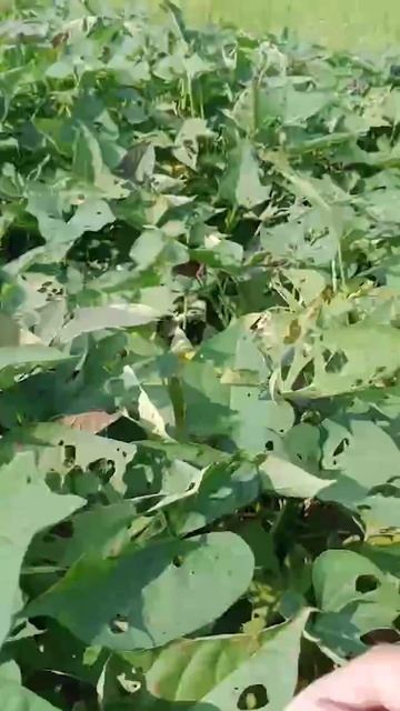 bugs eat sweet potato leaves