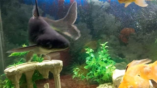 Пангасиус. Акулий сом