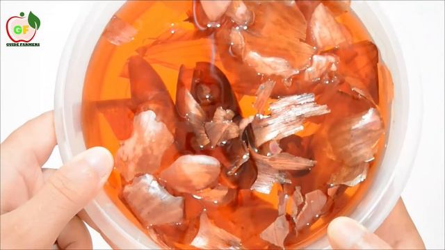 Use of onion peel for plants | Best natural fertilizer for any plants