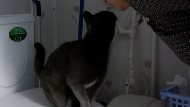 Кошка Мыфка дуреет от зуб.пасты