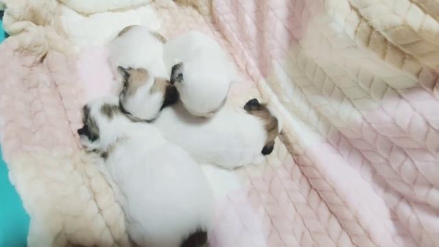 Щенкам ши-тцу 23 дня♥️/Shih Tzu Welpen 23 Tage alt  #шитцу #shihtzu #ukraine