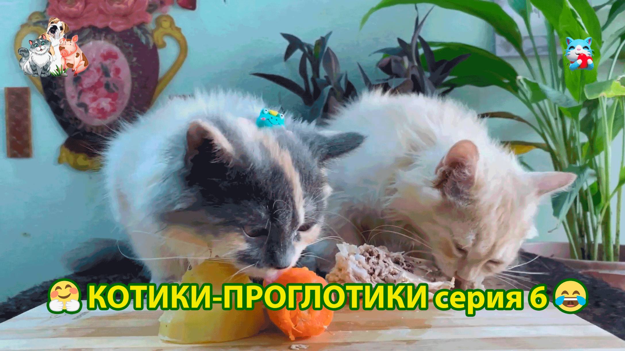 Котики-проглотики растут будущие птицеводы 🐈🐈⬛😹 эпизод (6)