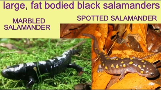 SALAMANDER IDENTIFICATION: SPOTTED SALAMANDER.avi