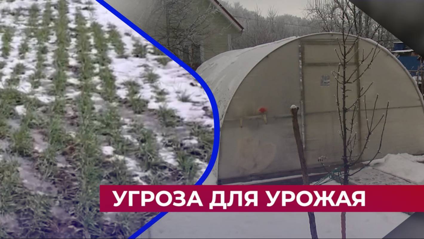"Если рожь погибнет, хлеб подорожает" - эксперты оценили влияние аномальной зимы на будущий урожай