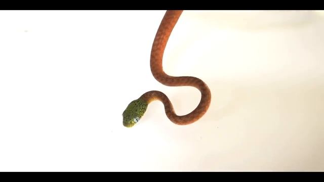 Boiga cyanea - nowy nabytek w hodowli || Gadzi Bastion
