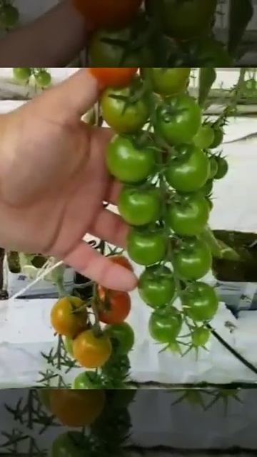 Кураж огурец