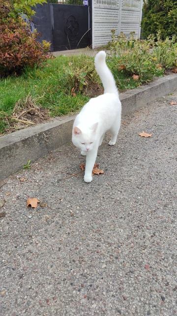 Коты Емельянова.