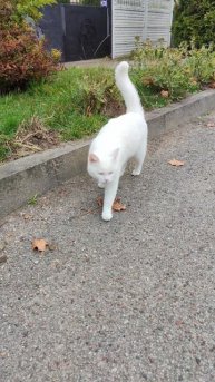 Коты Емельянова.