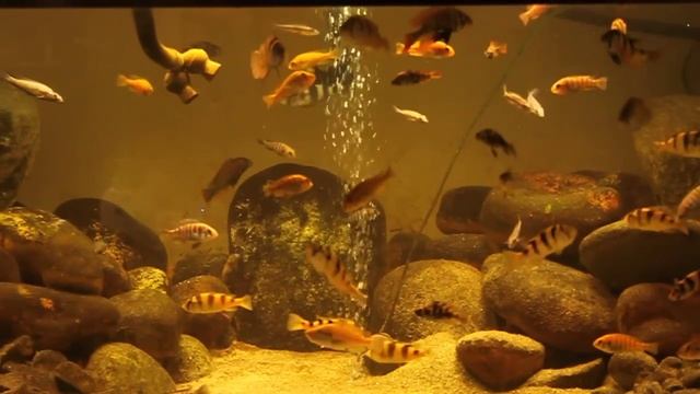 My 380 gallon lake Victoria basin tanks