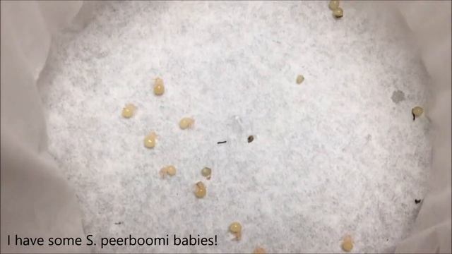 Collection update: Molts, baby spiders hatched plus a tarantula giveaway!