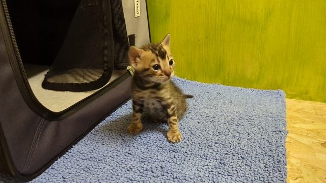 Бенгальский котенок