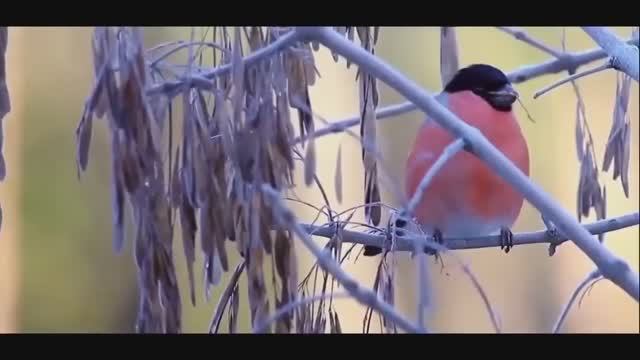 Андрей Весенин __ Просто февраль