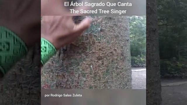 El Árbol Sagrado Que Canta / the Sacred Tree Singer