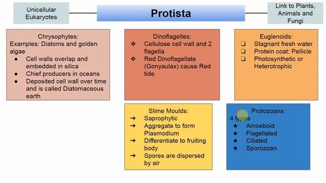 Biological classification