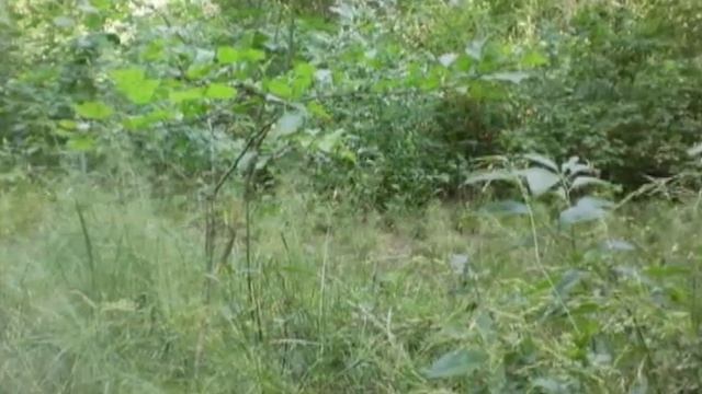 Немножко малинки 02 Jul 2017 malina 2
