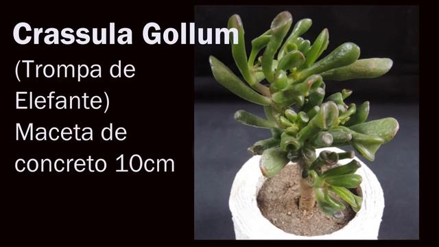 Cactus y Concreto - Sedum Palmeri
