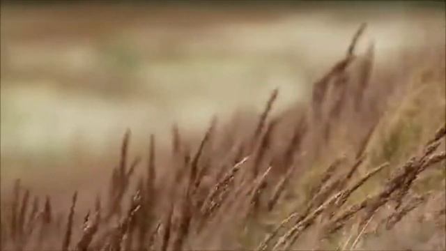 Yehezkel Raz - Autumn Wind