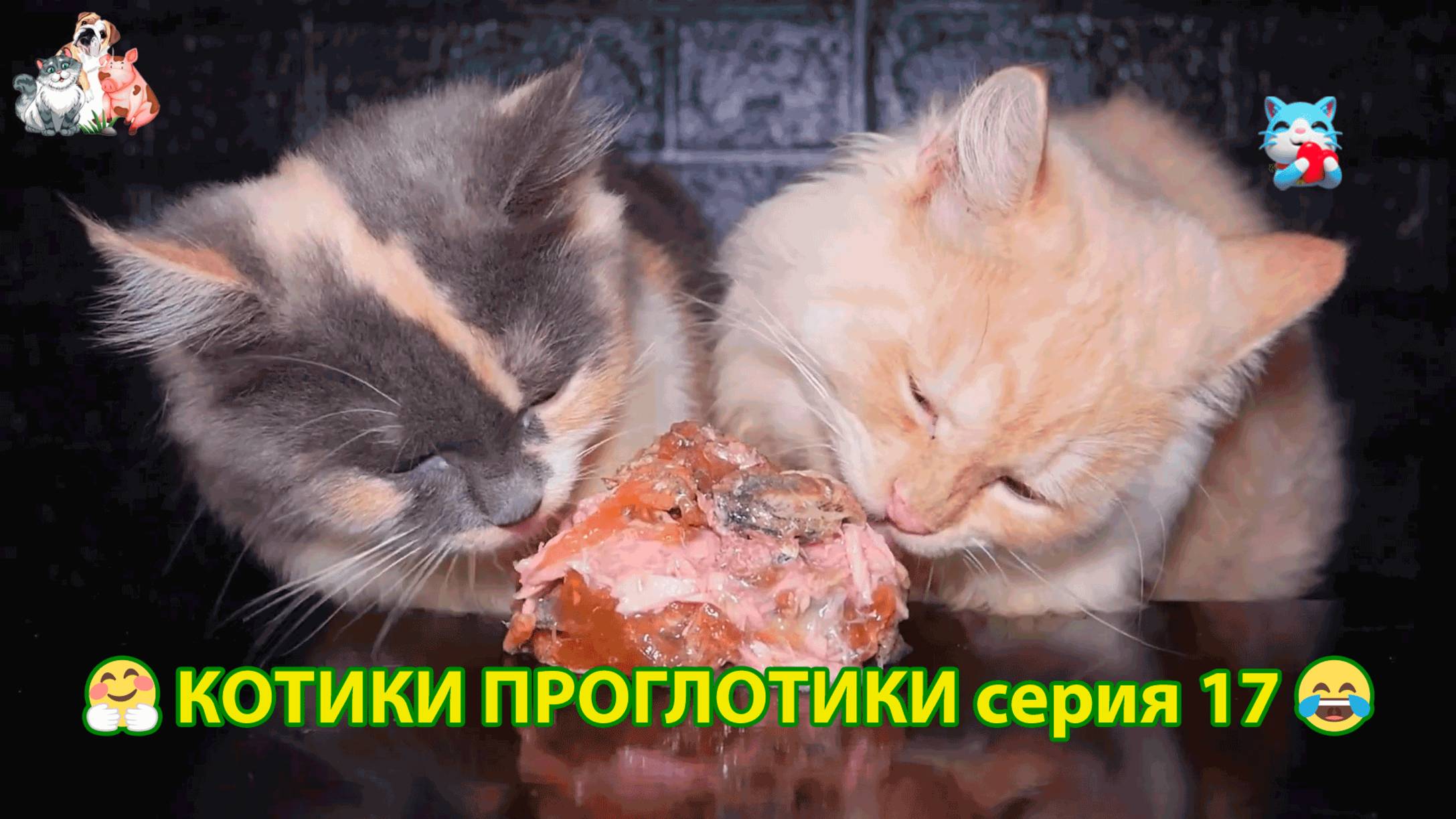 Котики-проглотики растут будущие птицеводы 🐈🐈⬛😹 эпизод (17)