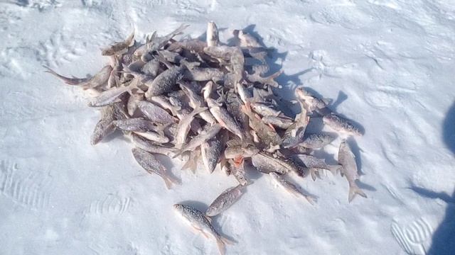 мой улов на таёжной реке кузур 2017 года