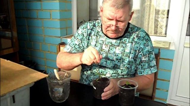 О рыхлении рассады