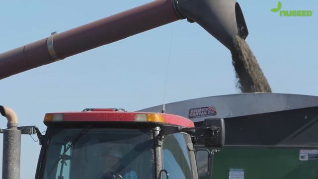 Nuseed U.S. & Canada - Sunflower Harvest Combine Seed Pour