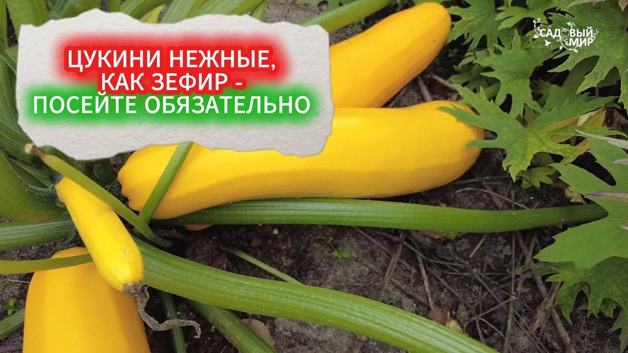 81ЛУЧШИЙ КАБАЧОК НА ГРЯДКЕ — НЕЖНЫЙ КАК ЗЕФИР!  ПОСЕЙТЕ НЕ ОТКЛАДЫВАЯ КАБАЧОК ЦУКИНИ ГОЛЬДА