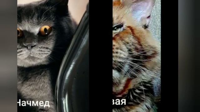 УХ ТЫ, НЕ ВЫШЛИ ИЗ БУХТЫ....)))