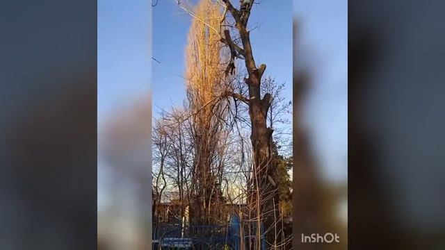 Спил деревьев любой сложности.