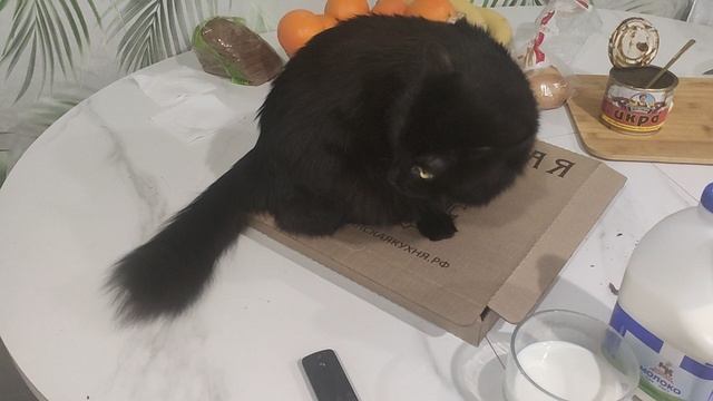 Кот не отдаёт пирожок