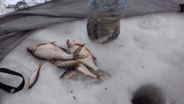 Немного порыбачил на Водохранилище🎣 Рыбачил на спортивную мормышку🎣