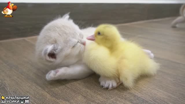 Утята и Цыплята - Кошки и котята - (141) Хвостики да Усики ❣️🐈🐤