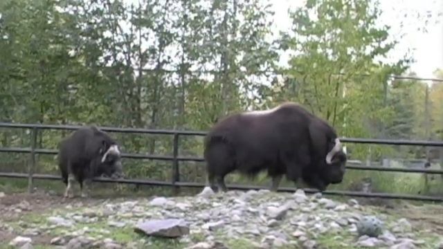 Musk ox_1