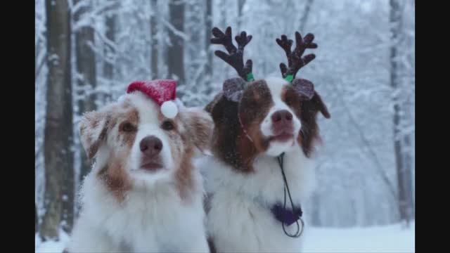 Милашки с Маркетплейса 14 / Cuties from the Marketplace 14