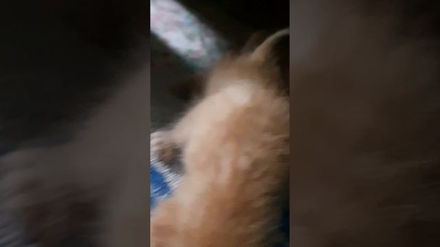 РЫЖИЕ КОТЯТА