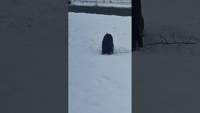 На зимней прогулке.