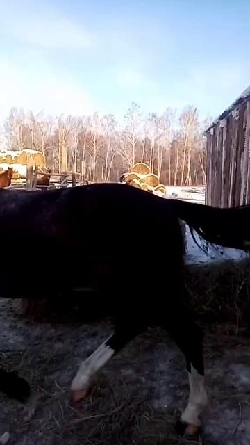 nicolai19871708_2025-02-14-20-31-16_1739543476547.mp4