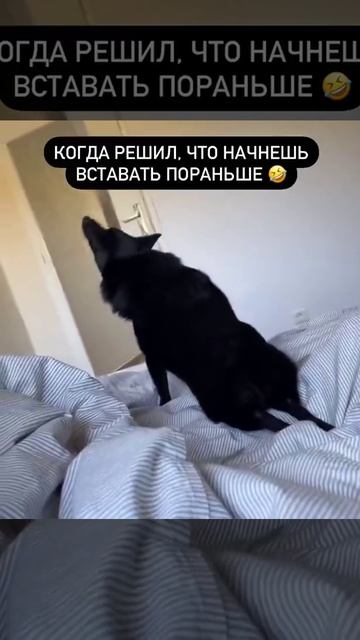 #юмор когда решил что будешь вставать пораньше