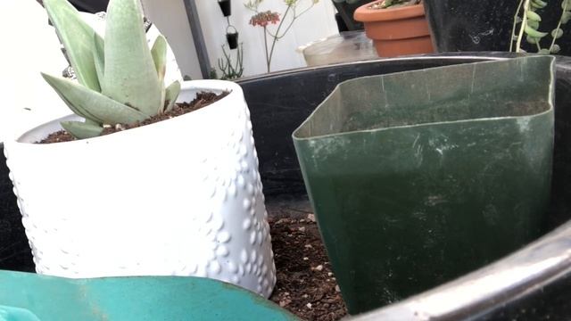 New Project: Bring More Plants Inside| 12-27-18