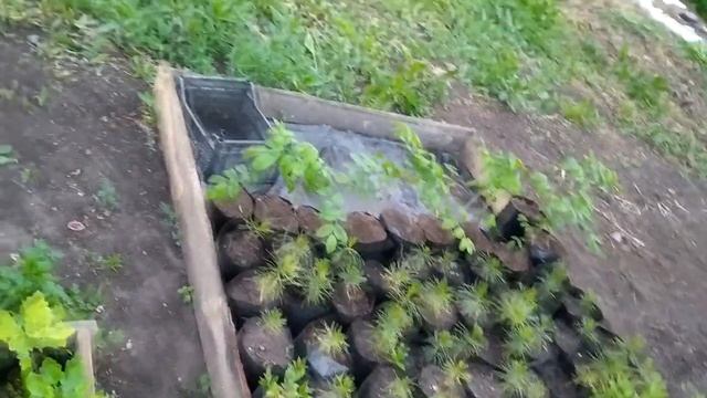 Орех Маньчжурский, пересадка из ОКС в ЗКС. Размышления навеянные орехом.