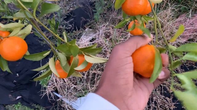 Ponkan Mandarins, Ripe & Ready To Be Harvested!