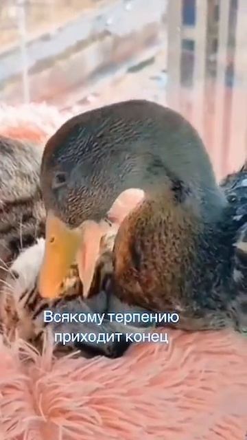 1000073749.mp4