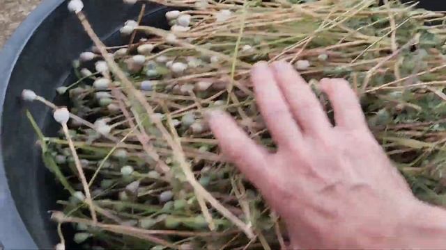 Маковые головки НЕ выбрасываем, их нужно....