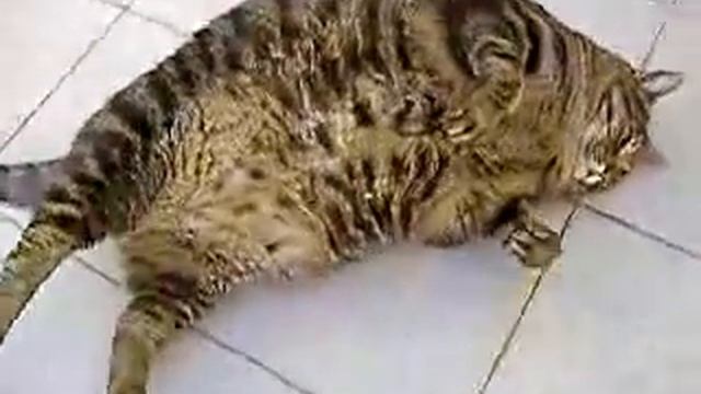 Ржу над ним.flv
