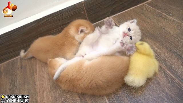 Утята и Цыплята - Кошки и котята - (143) Хвостики да Усики ❣️🐈🐤