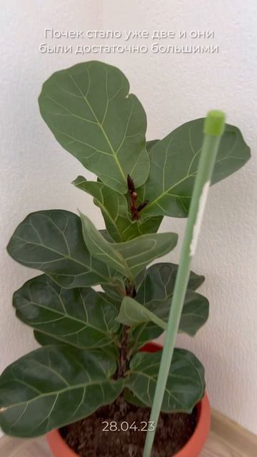 Фикус лирато спустя пол года после обрезки 🌱