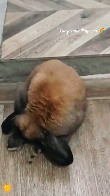 Милый кролик 🐰 Мика