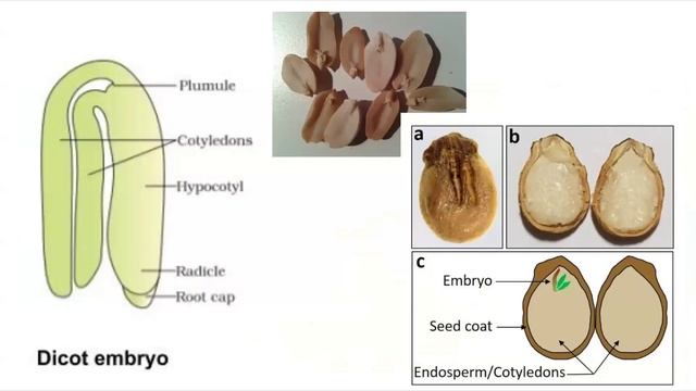Sexual Reproduction in flowering plants Part6: Post fertilization events/ seed formation