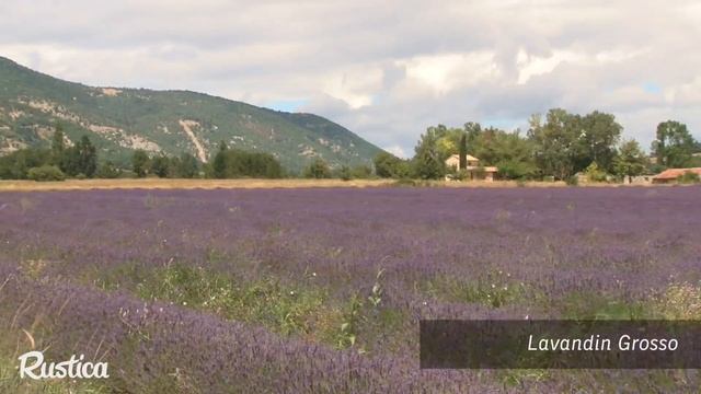 Choisir des variétés de lavande pour le jardin